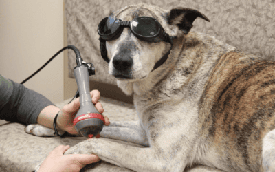 Chill and Heal – Cold Therapy Laser Treatment in Pets